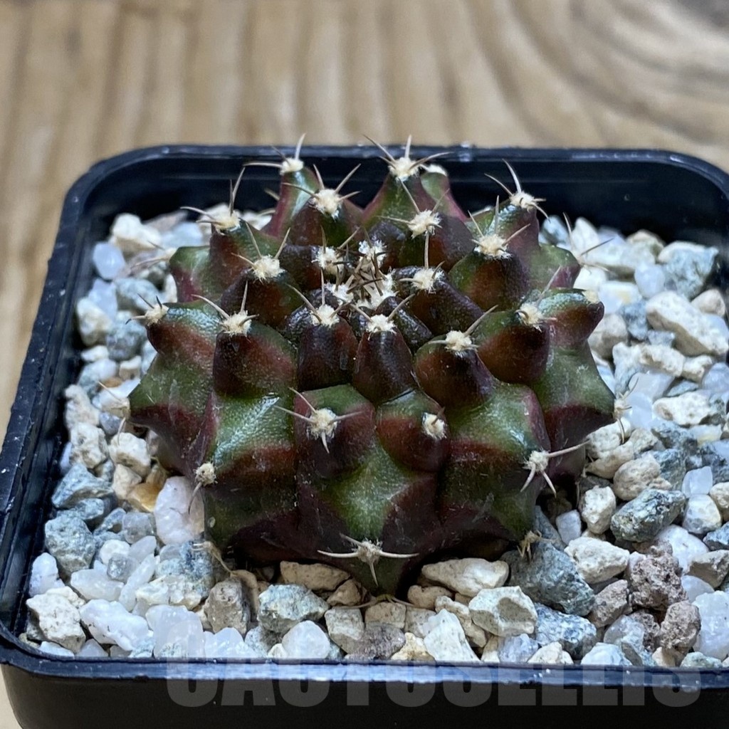 SH20644 Gymnocalycium mihanovichii ‘Neon’ - immagine 2