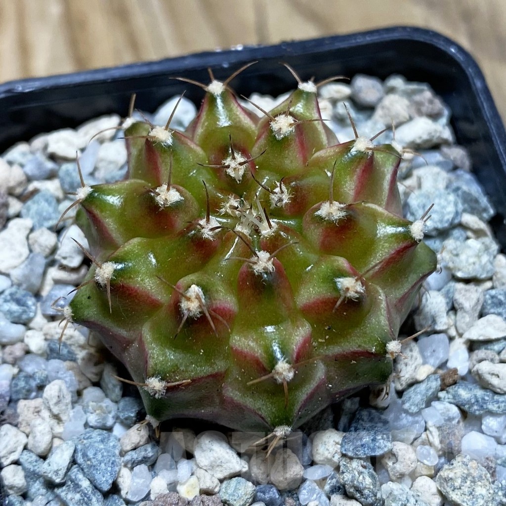 SH20645 Gymnocalycium mihanovichii ‘Neon’