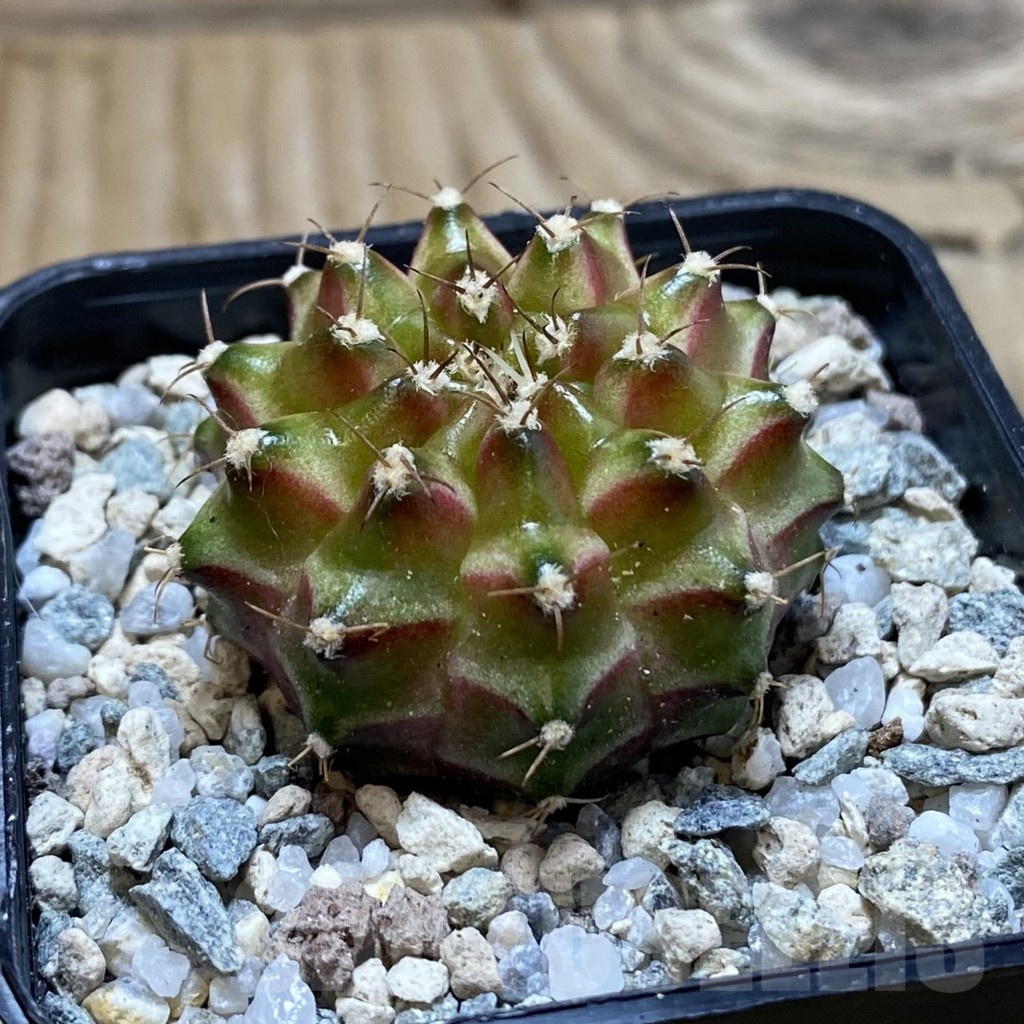 SH20645 Gymnocalycium mihanovichii ‘Neon’ - immagine 2