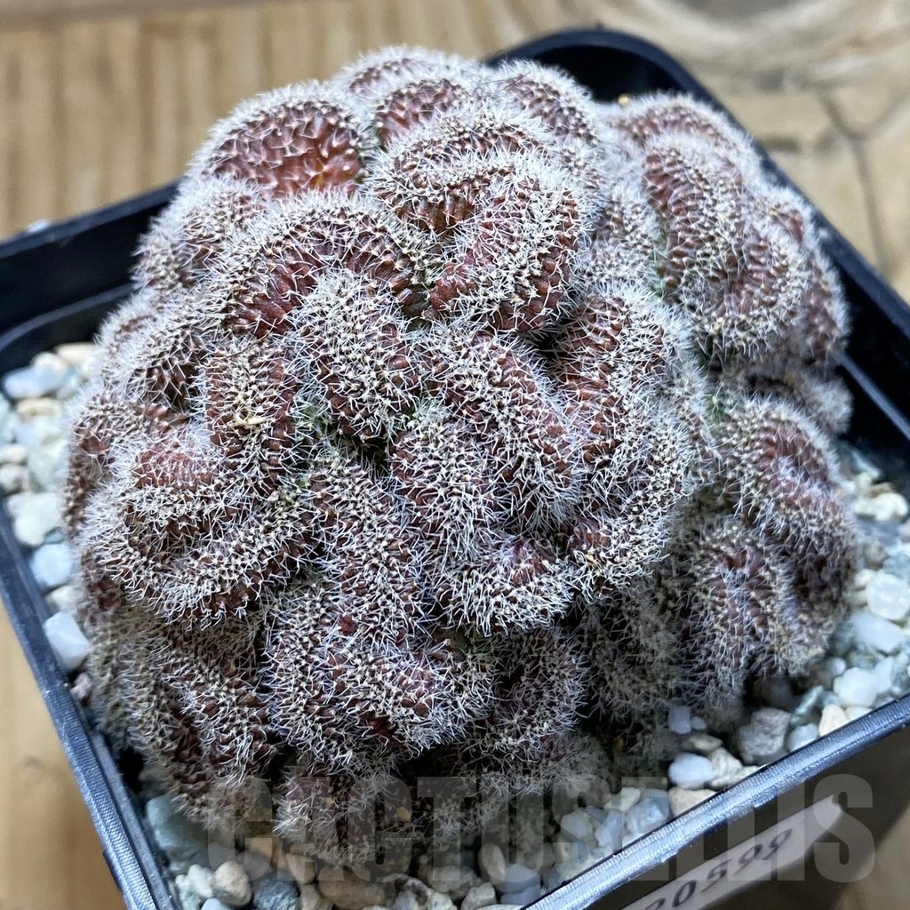 SH20599 Mammillaria spinosissima f. cristata