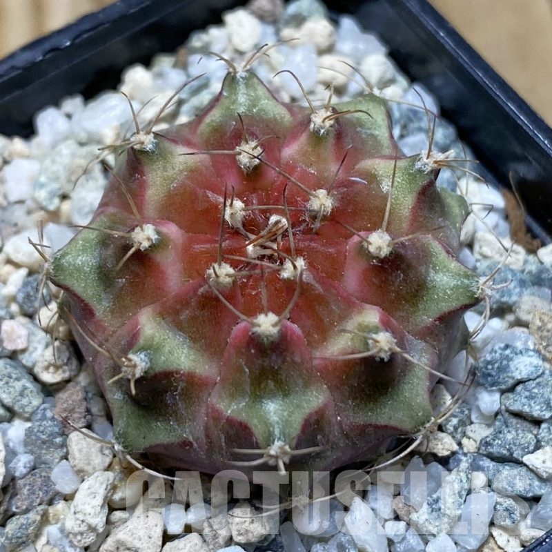 SH20646 Gymnocalycium mihanovichii ‘Neon’