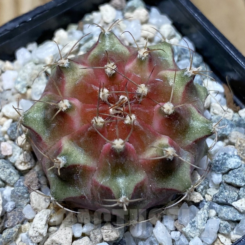 SH20646 Gymnocalycium mihanovichii ‘Neon’