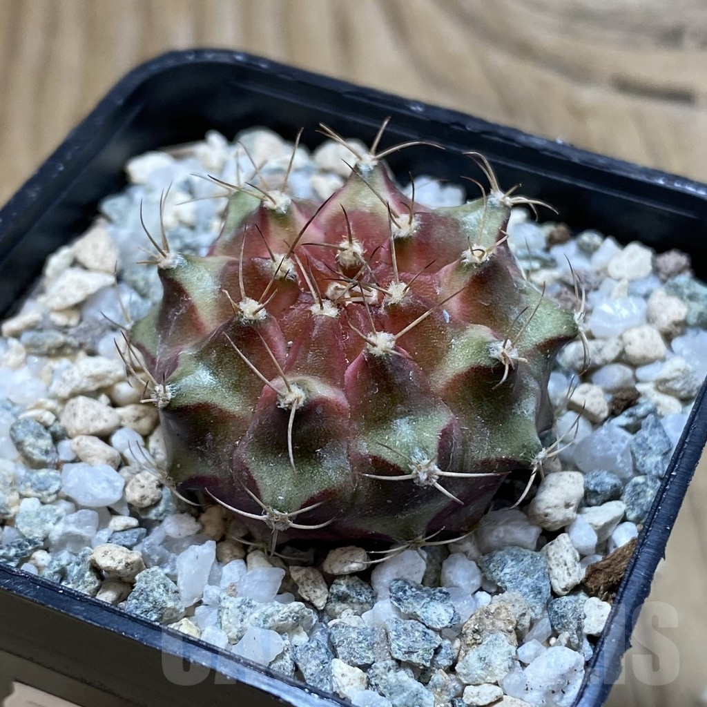 SH20646 Gymnocalycium mihanovichii ‘Neon’ - immagine 2