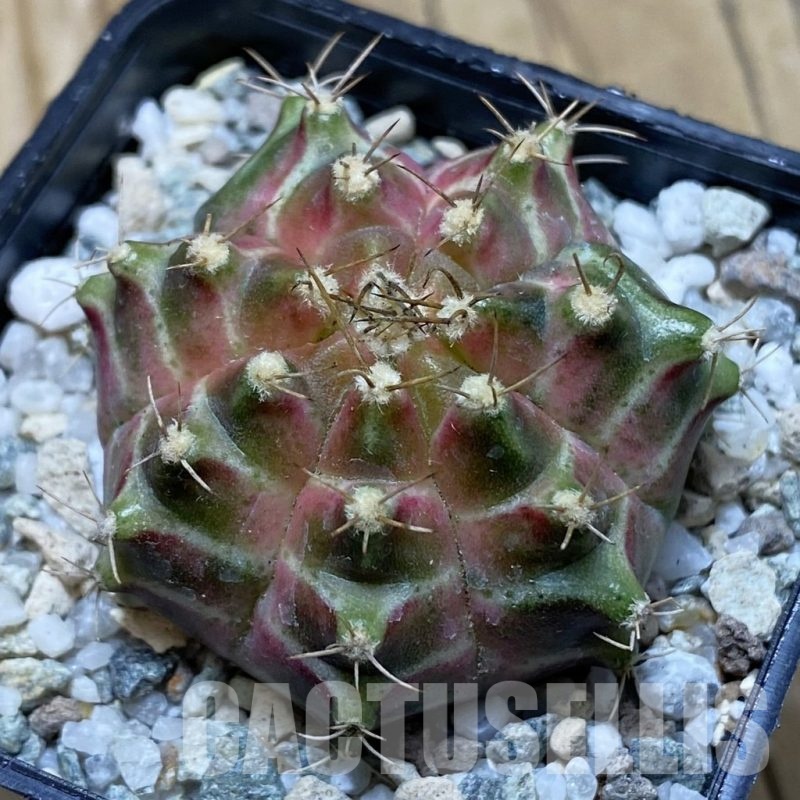 SH20647 Gymnocalycium mihanovichii ‘Neon’