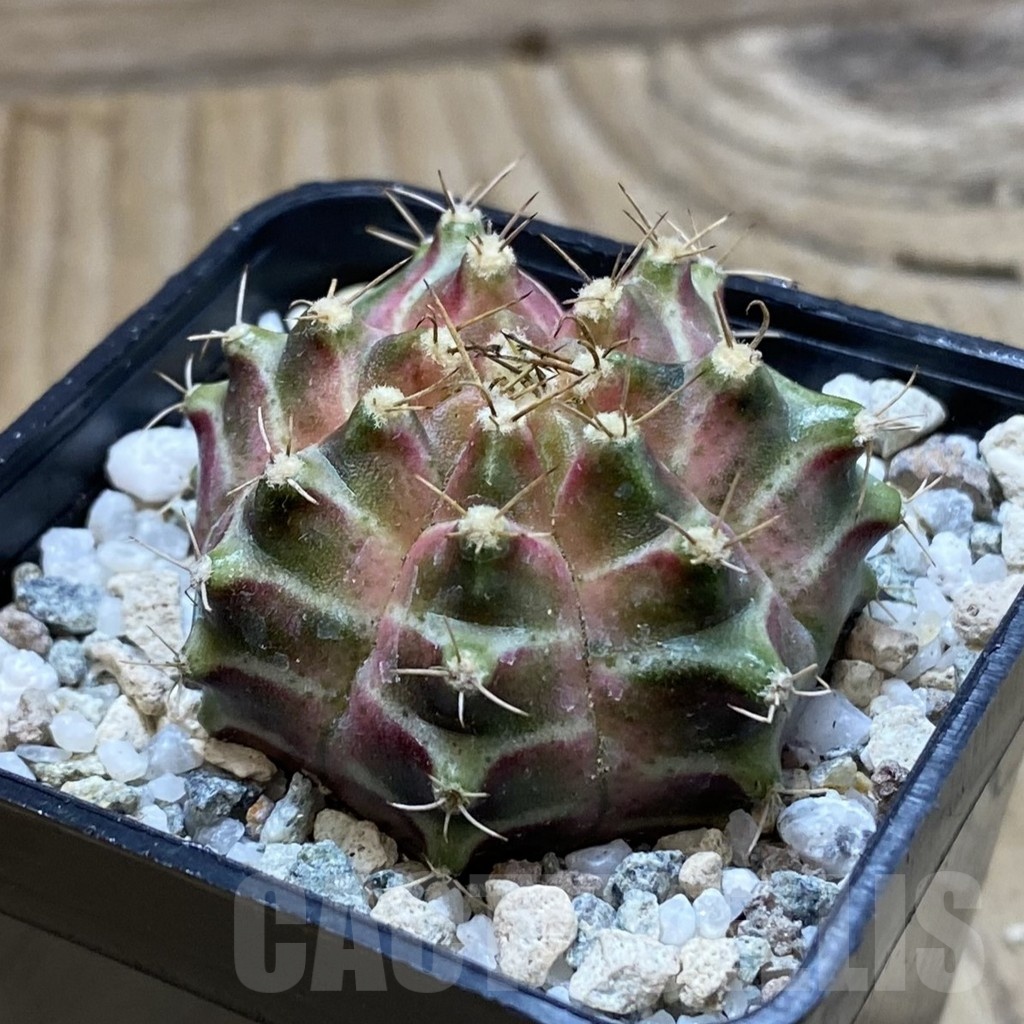 SH20647 Gymnocalycium mihanovichii ‘Neon’ - Image 2