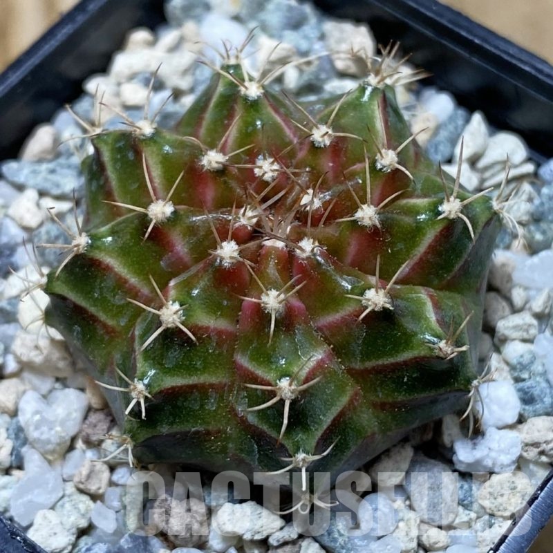 SH20648 Gymnocalycium mihanovichii ‘Neon’