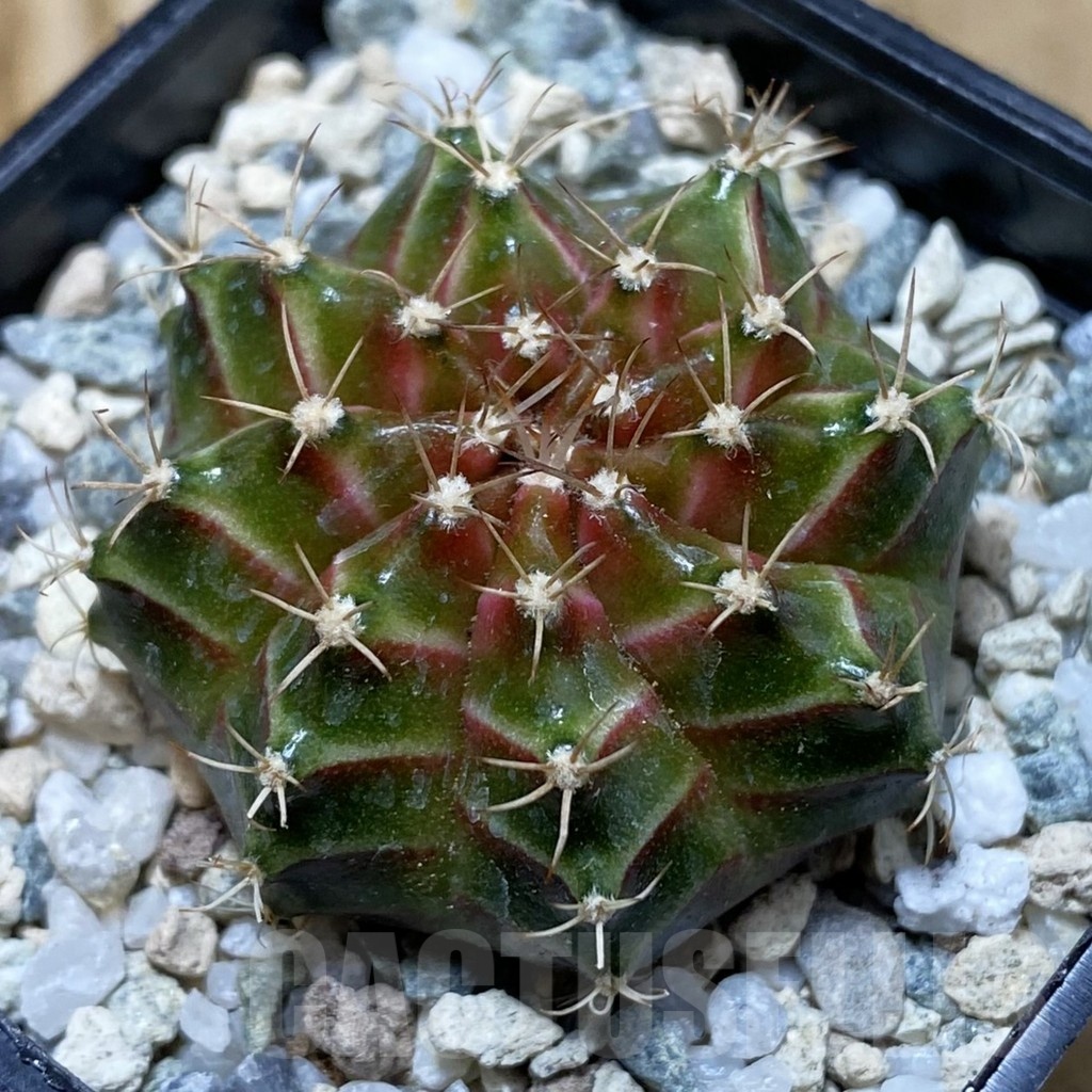 SH20648 Gymnocalycium mihanovichii ‘Neon’