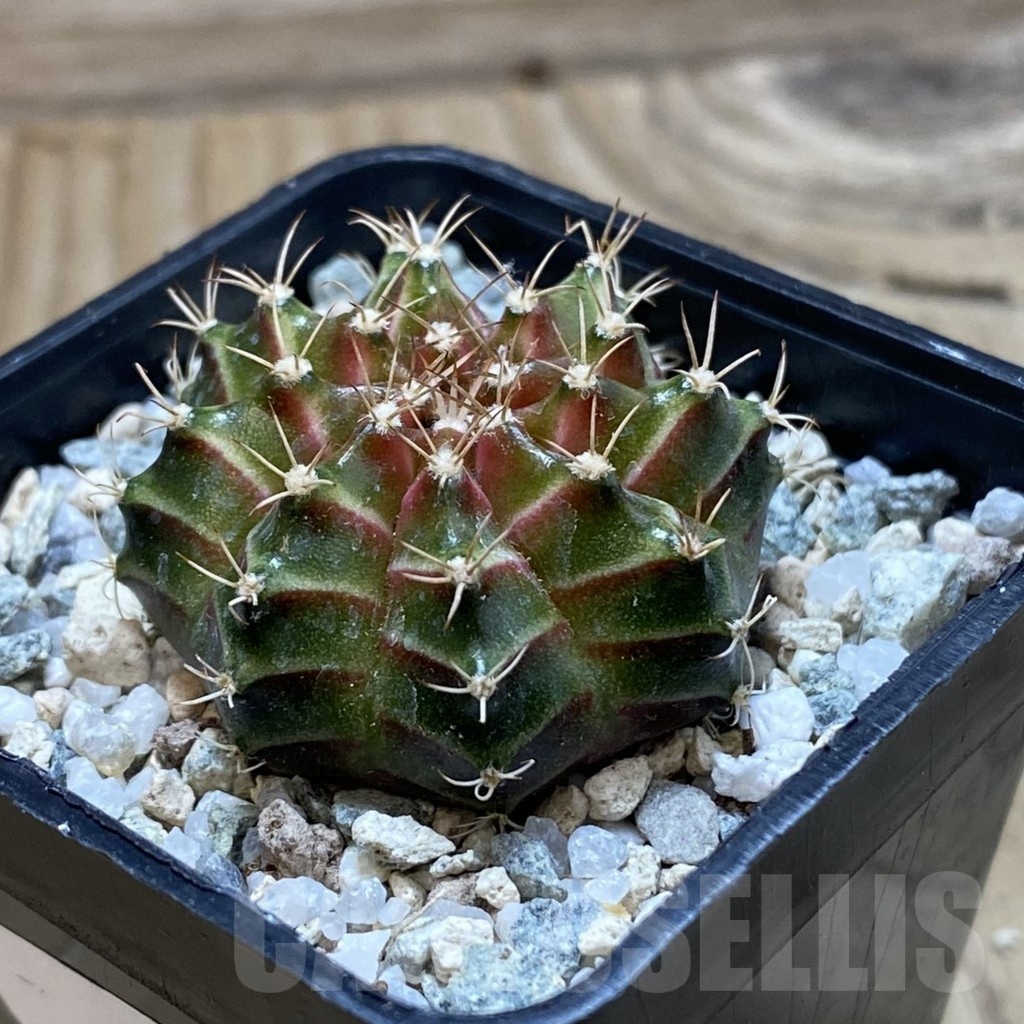 SH20648 Gymnocalycium mihanovichii ‘Neon’ - immagine 2