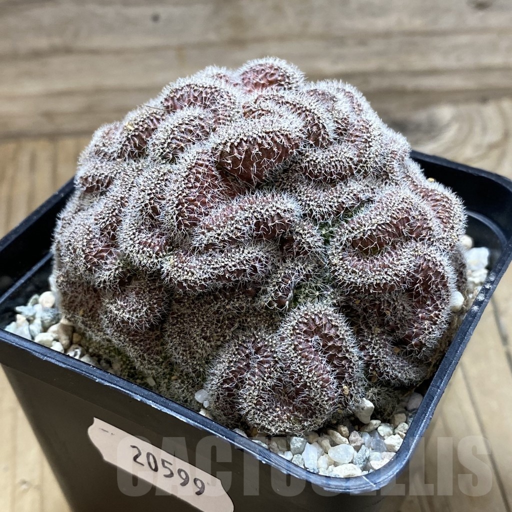 SH20599 Mammillaria spinosissima f. cristata – Image 2