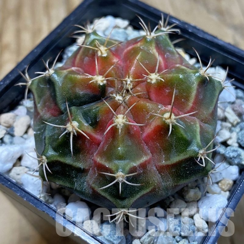 SH20649 Gymnocalycium mihanovichii ‘Neon’