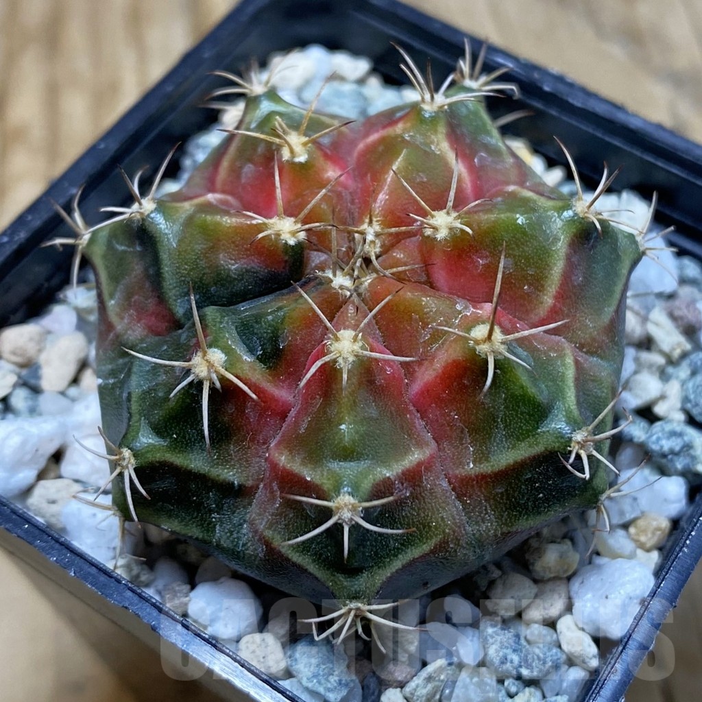 SH20649 Gymnocalycium mihanovichii ‘Neon’