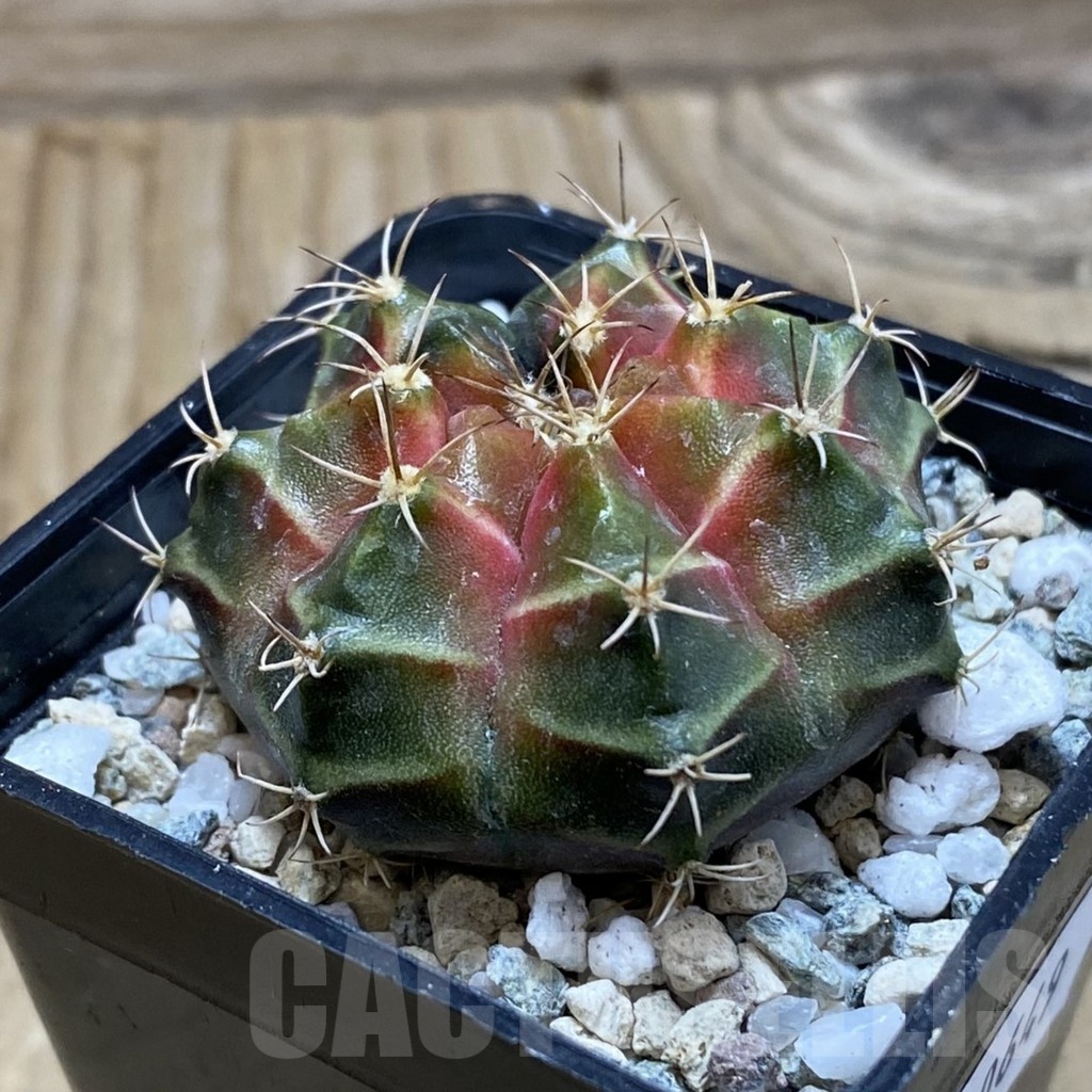 SH20649 Gymnocalycium mihanovichii ‘Neon’ - immagine 2