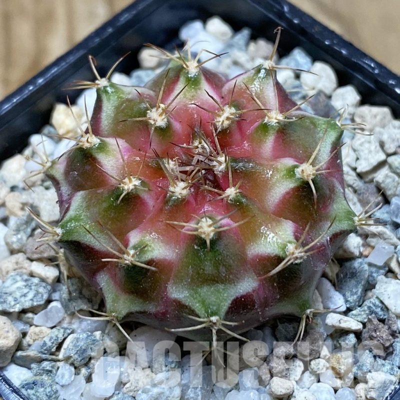 SH20650 Gymnocalycium mihanovichii ‘Neon’