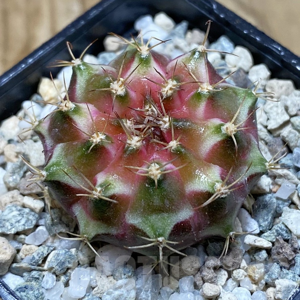 SH20650 Gymnocalycium mihanovichii ‘Neon’