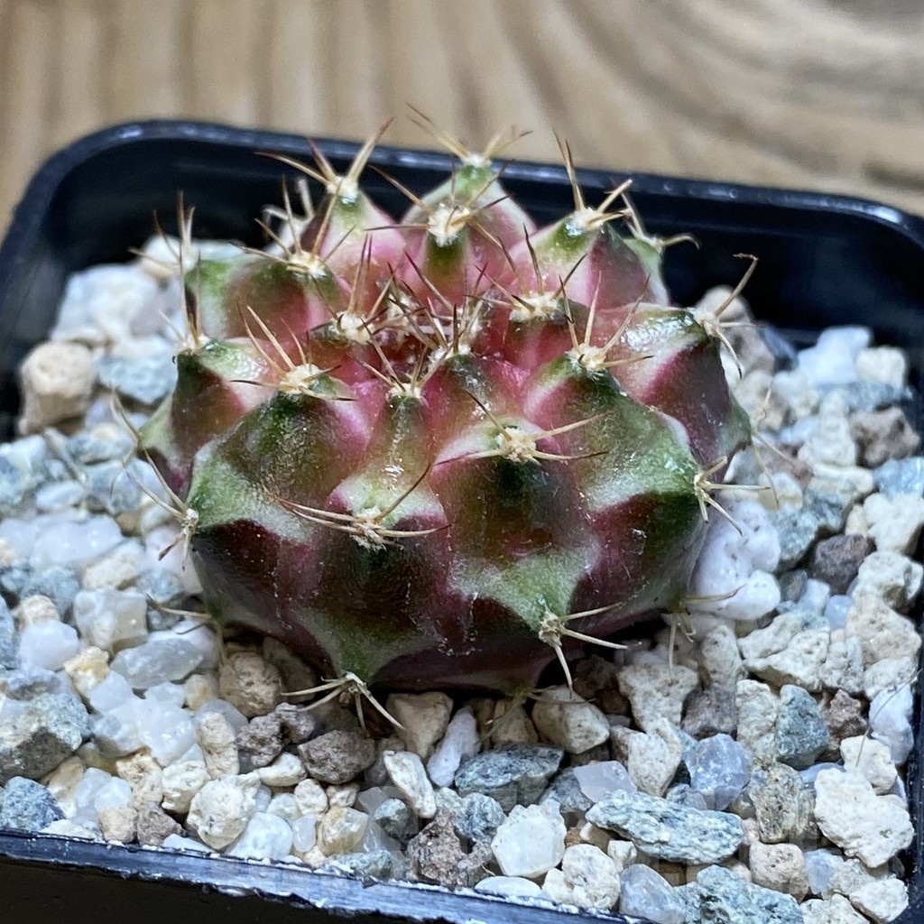 SH20650 Gymnocalycium mihanovichii ‘Neon’ - immagine 2