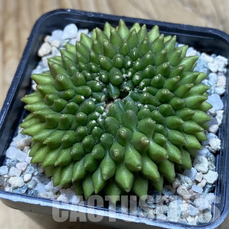 SH20651 Gymnocalycium mihanovichii ‘inermis’