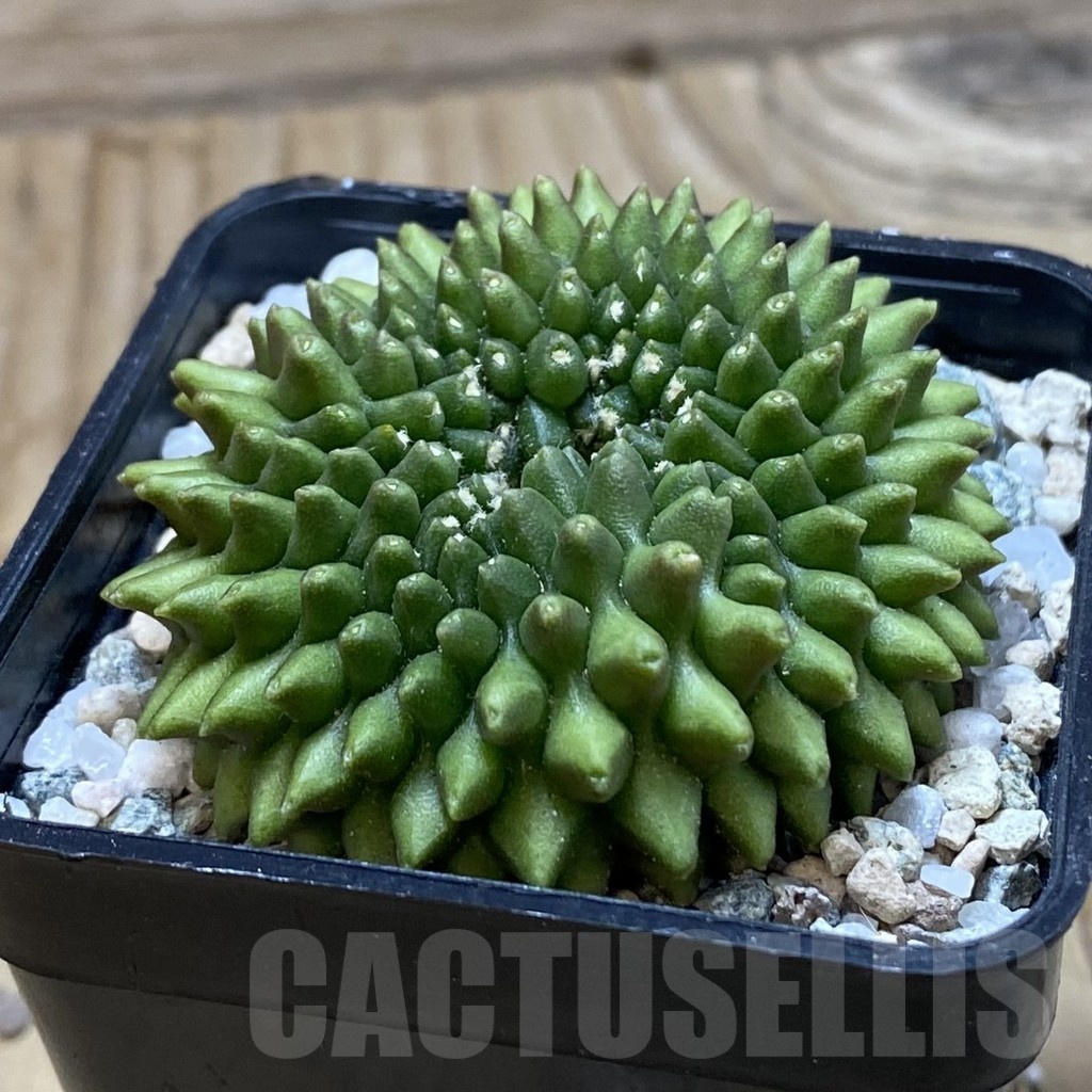 SH20651 Gymnocalycium mihanovichii ‘inermis’ – Bild 2