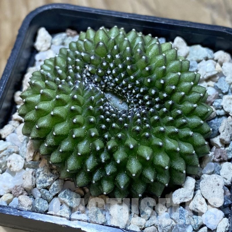 SH20652 Gymnocalycium mihanovichii ‘inermis’