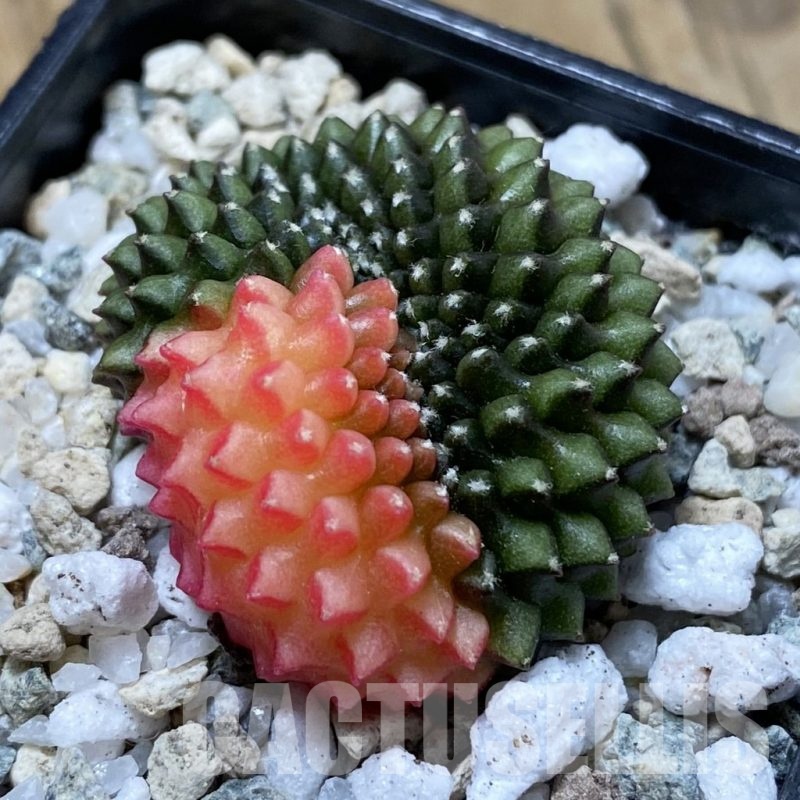 SH20653 Gymnocalycium mihanovichii ‘inermis’ f. variegata