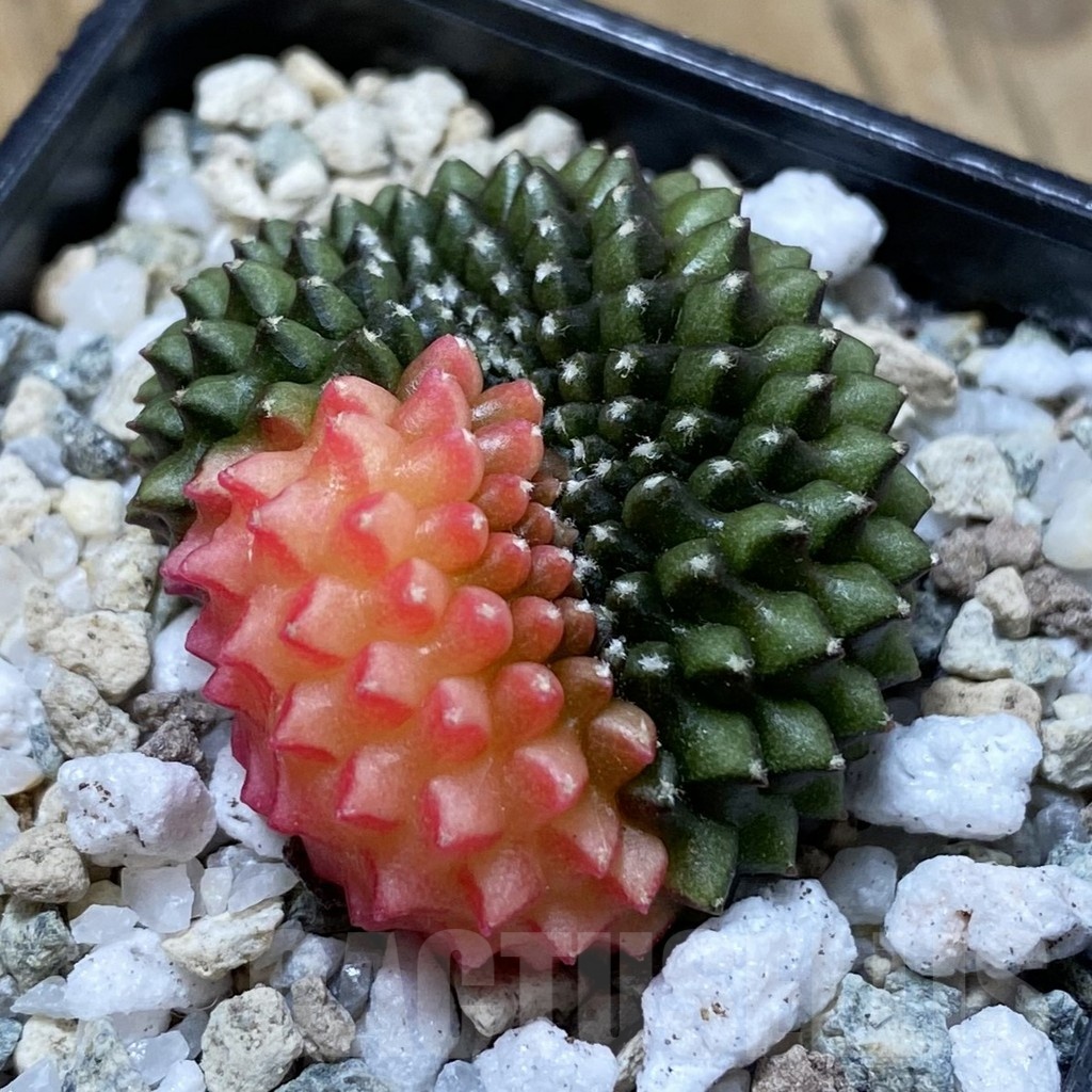 SH20653 Gymnocalycium mihanovichii ‘inermis’ f. variegata