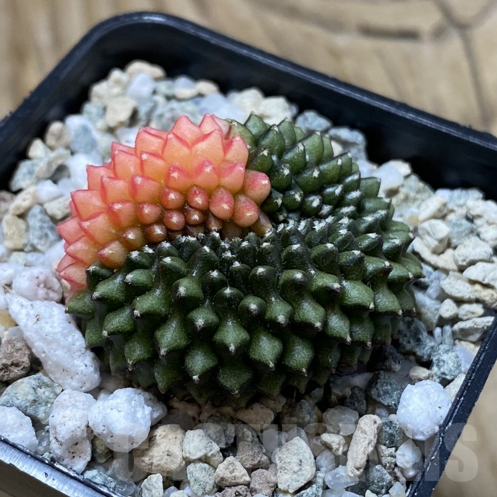 SH20653 Gymnocalycium mihanovichii ‘inermis’ f. variegata - Image 2