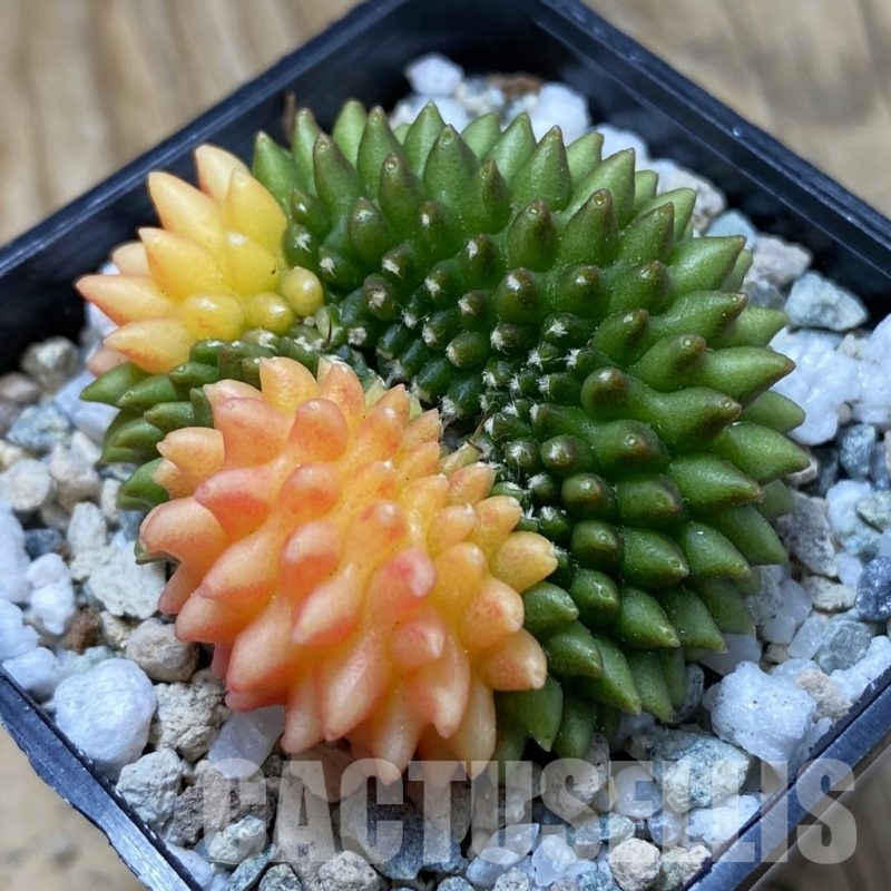 SH20654 Gymnocalycium mihanovichii ‘inermis’ f. variegata