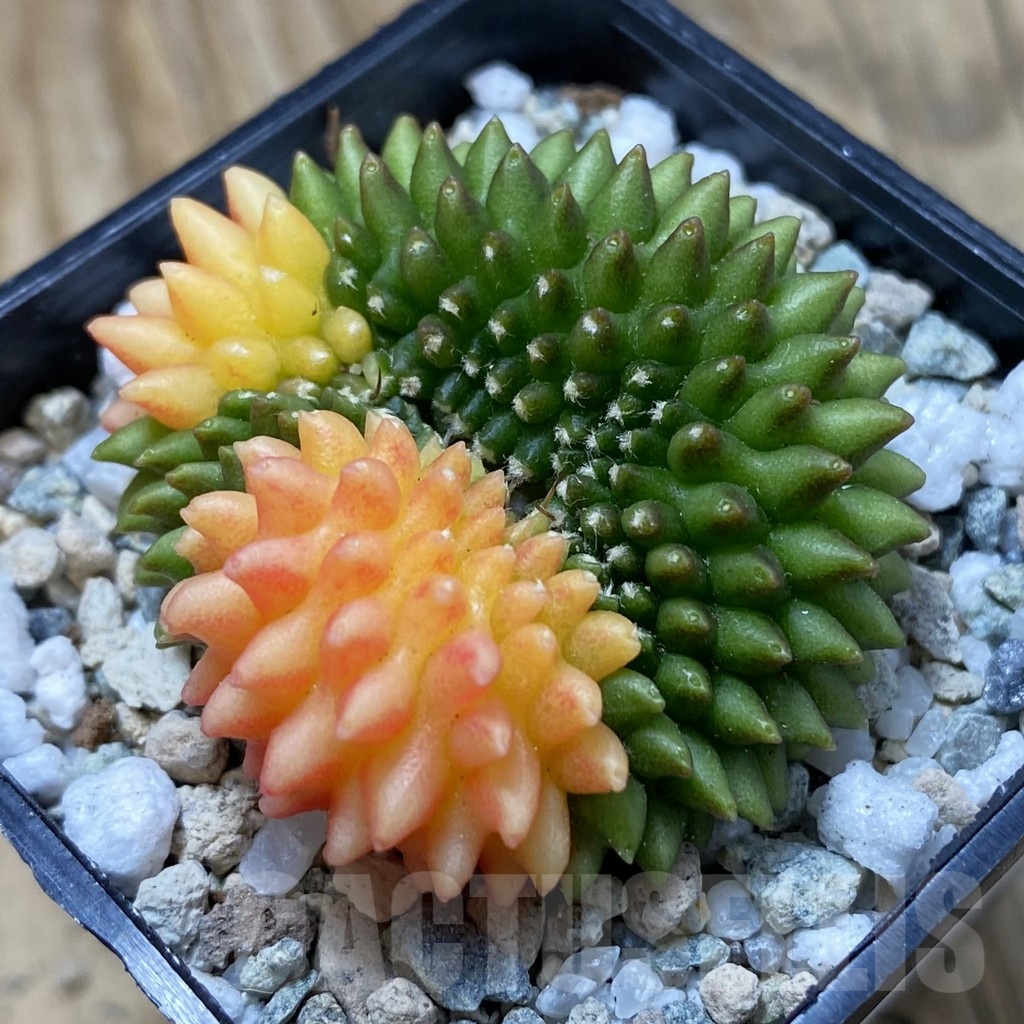 SH20654 Gymnocalycium mihanovichii ‘inermis’ f. variegata