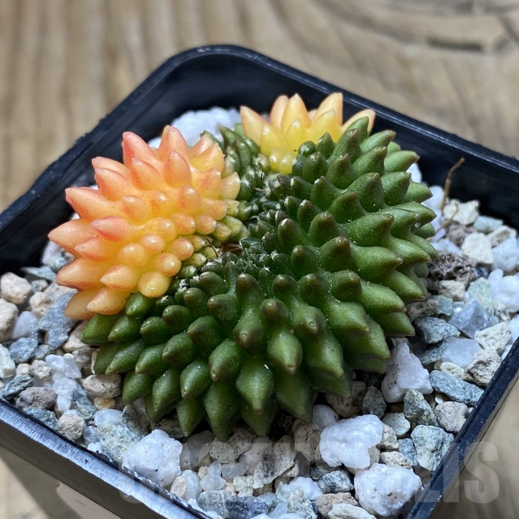 SH20654 Gymnocalycium mihanovichii ‘inermis’ f. variegata - Image 2