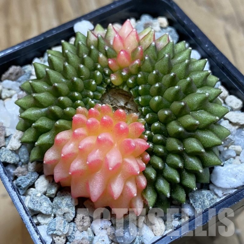 SH20655 Gymnocalycium mihanovichii ‘inermis’ f. variegata