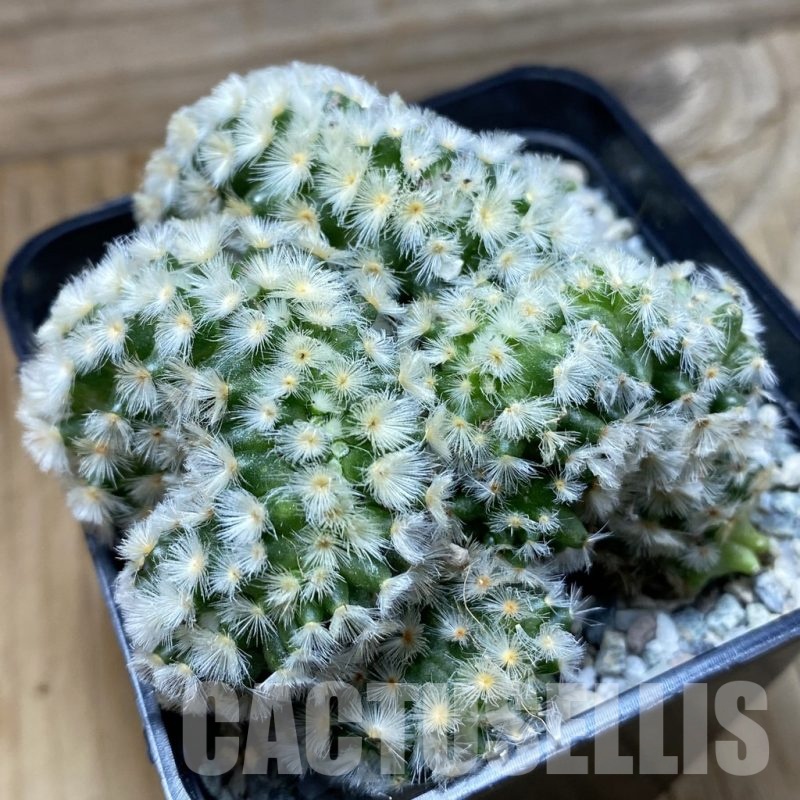 SH20601 Mammillaria carmenae f. cristata