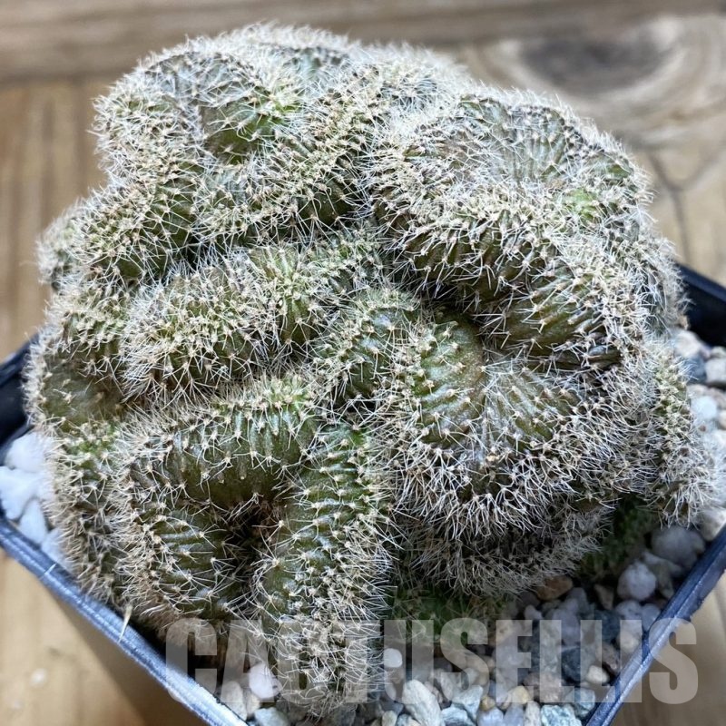 SH20603 Echinopsis sp. f. cristata