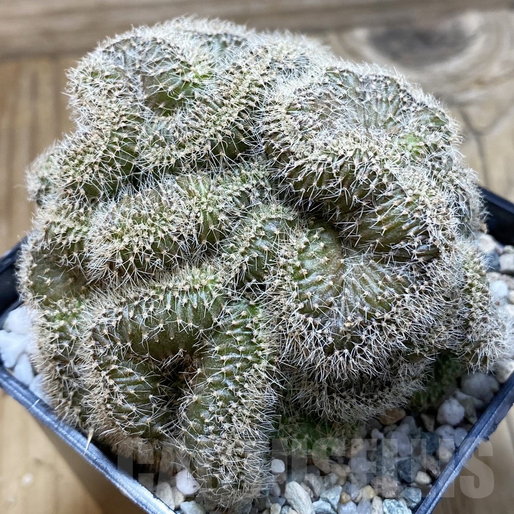 SH20603 Echinopsis sp. f. cristata