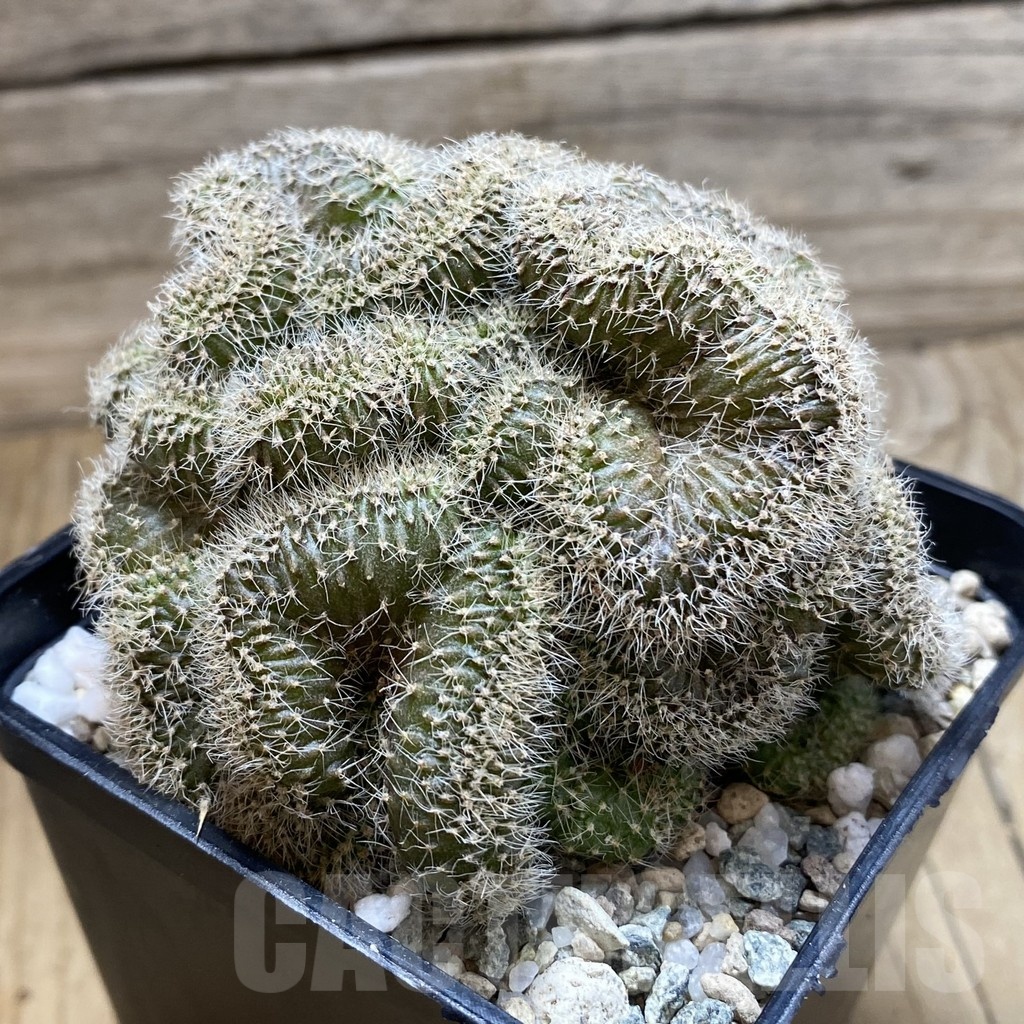 SH20603 Echinopsis sp. f. cristata - Image 2