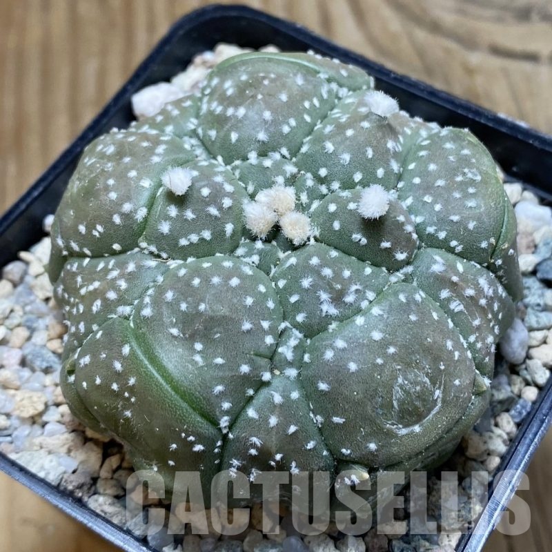 SH20606 Astrophytum asterias ‘Kikko’, 5-ribs