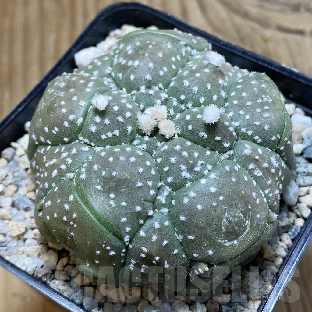 SH20606 Astrophytum asterias ‘Kikko’, 5-ribs