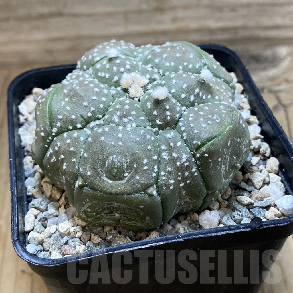 SH20606 Astrophytum asterias ‘Kikko’, 5-ribs - Image 2