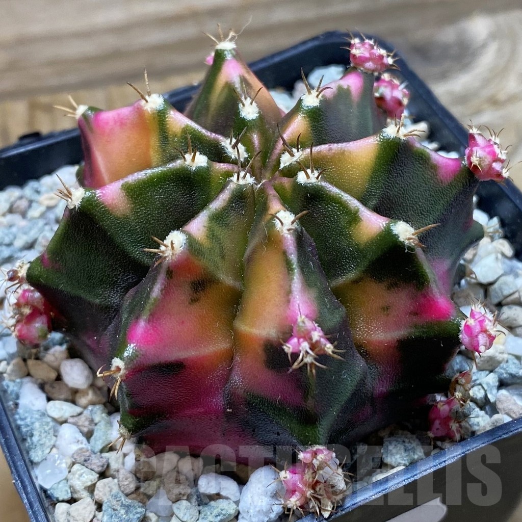 SH20595 Gymnocalycium mihanovichii ‘Bubble Gum’