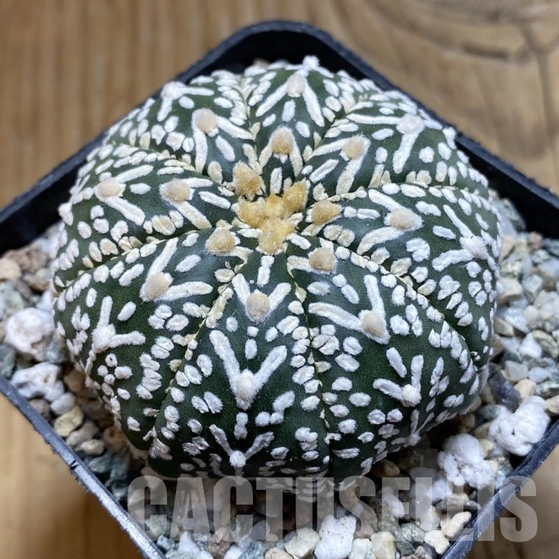 SH20607 Astrophytum asterias ‘Super Kabuto’ V-type