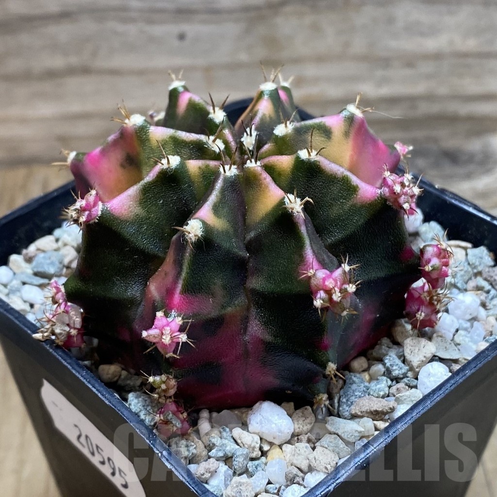 SH20595 Gymnocalycium mihanovichii ‘Bubble Gum’ - Image 2