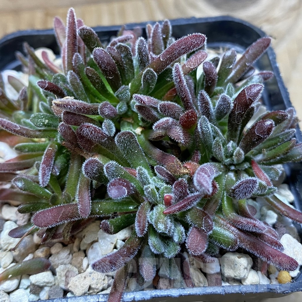 SH20610 Crassula pubescens