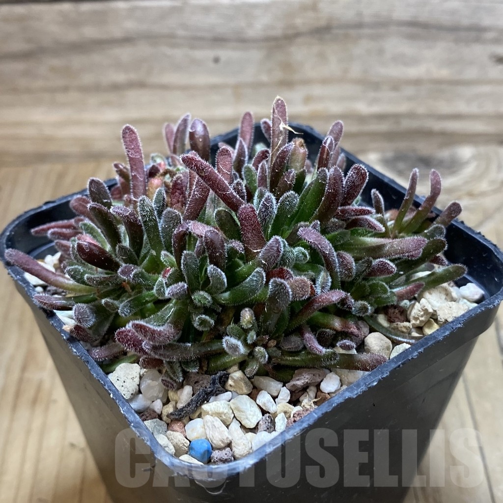 SH20610 Crassula pubescens - immagine 2