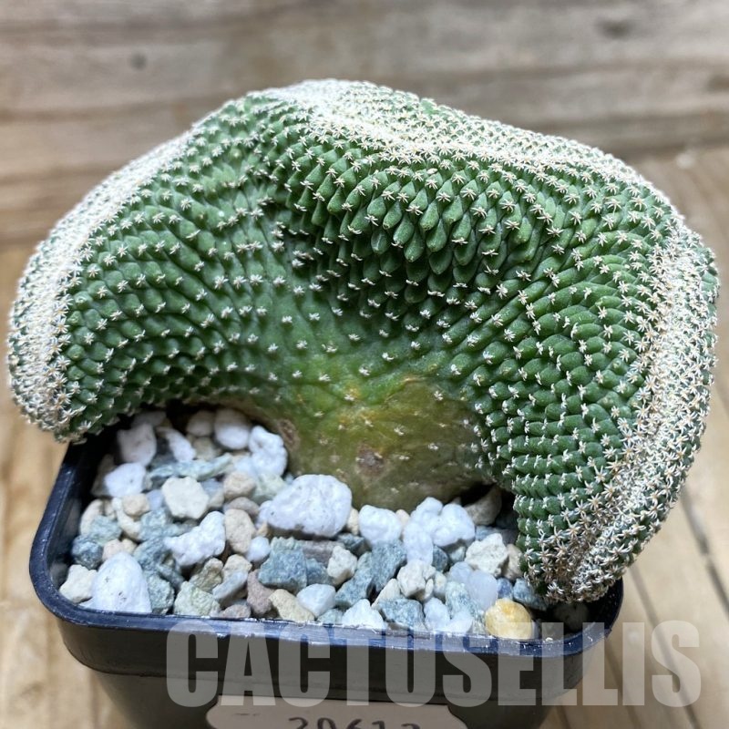 SH20613 Strombocactus disciformis f. cristata, own roots