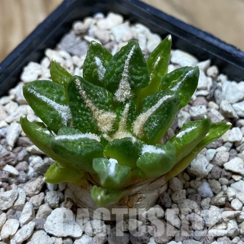 SH20614 Ariocarpus kotschoubeyanus v. elephantidens x fissuratus ‘Godzilla’, own roots