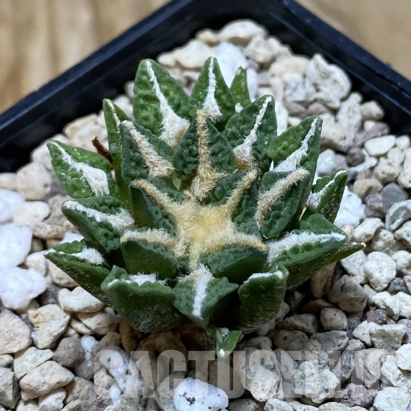 SH20615 Ariocarpus kotschoubeyanus v. elephantidens x fissuratus ‘Godzilla’, own roots