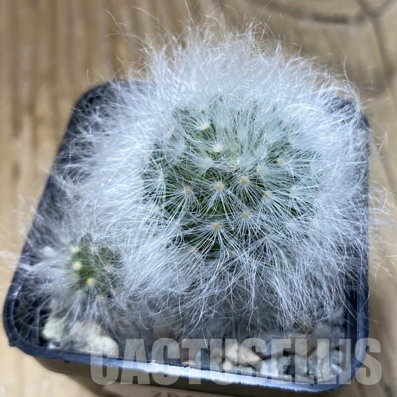 SH20617 Mammillaria guelzowiana LAU 640