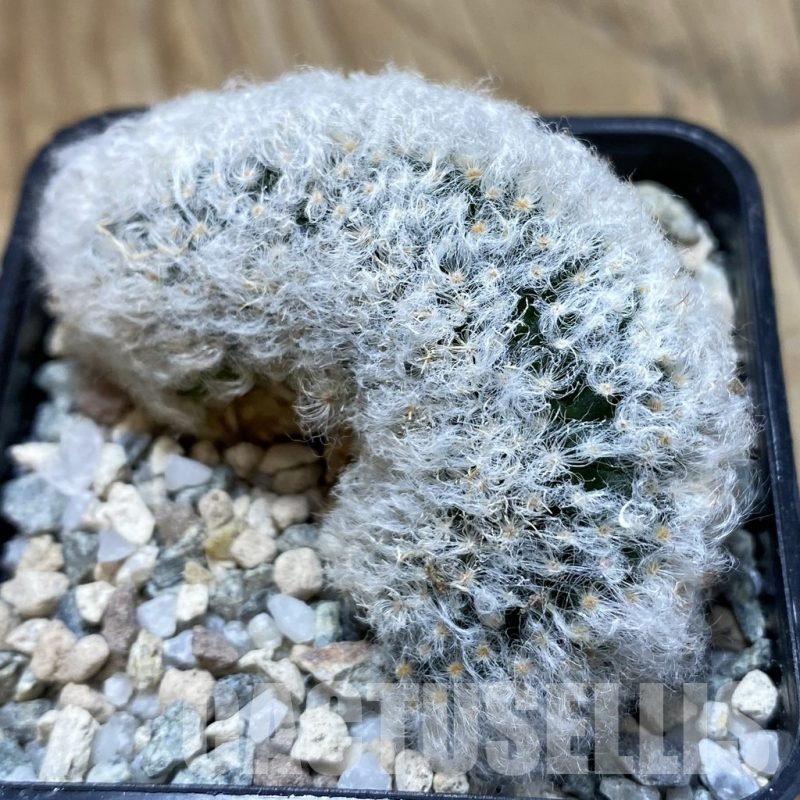 SH20618 Mammillaria bocasana v. multilanata f. cristata