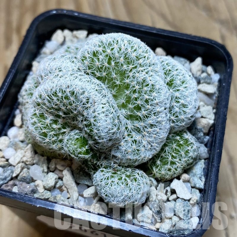 SH20619 Mammillaria humboldtii f. cristata