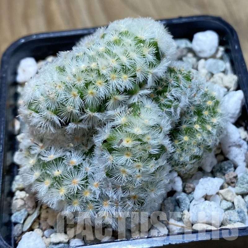 SH20620 Mammillaria carmenae f. cristata