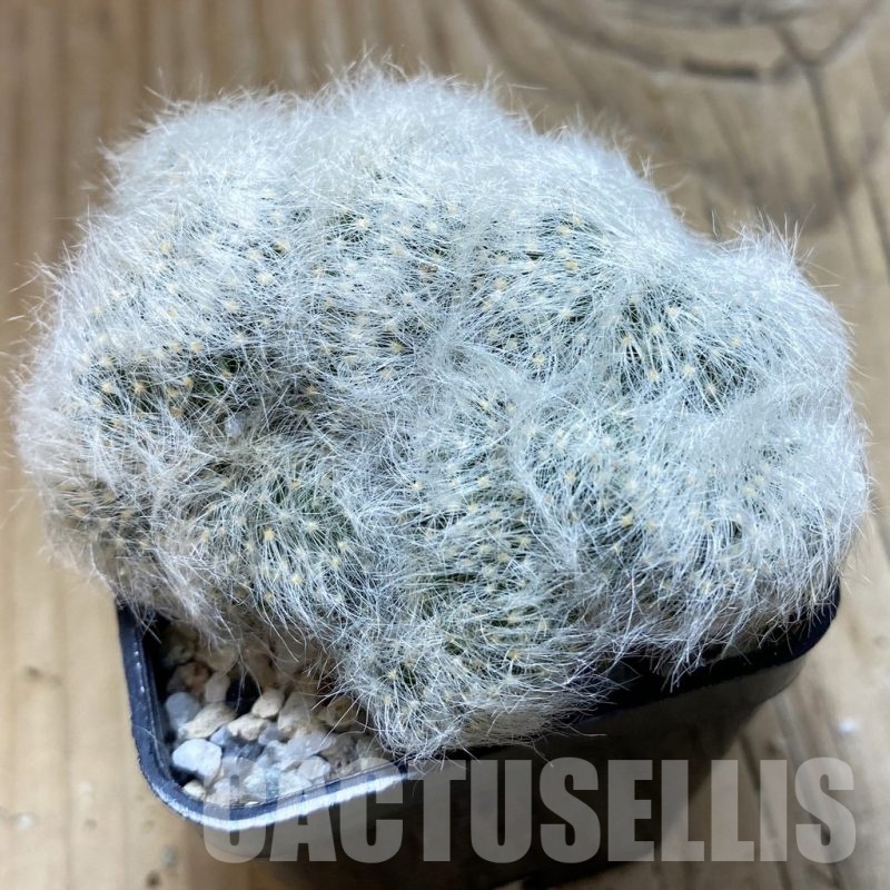 SH20621 Mammillaria baumii f. cristata