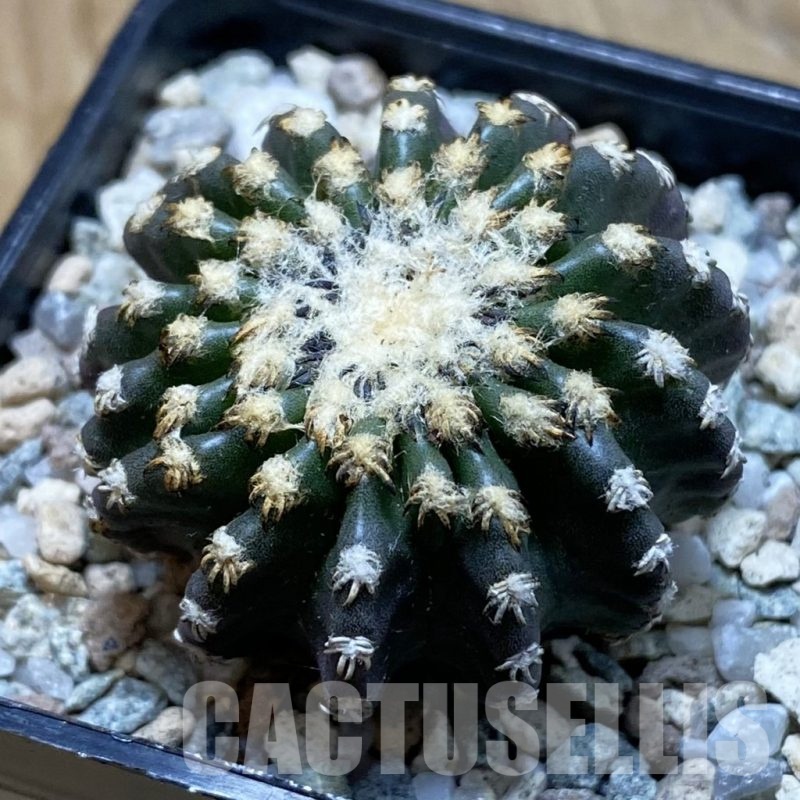 SH20624 Discocactus horstii